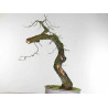 Quercus faginea - B1585