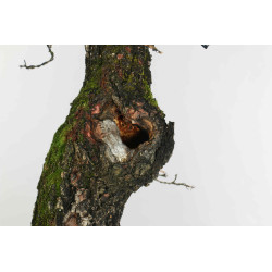Quercus faginea - B1585