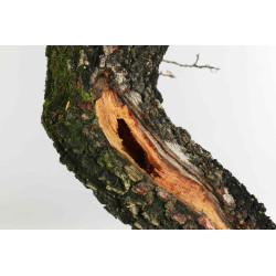 Quercus faginea - B1585
