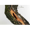 Quercus faginea - B1585