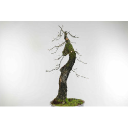 Quercus faginea - B1585
