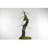 Quercus faginea - B1585