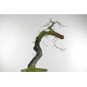 Quercus faginea - B1585