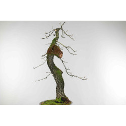 Quercus faginea - B1585