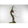 Quercus faginea - B1585