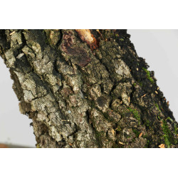 Quercus faginea - B1585