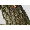 Quercus faginea - B1585
