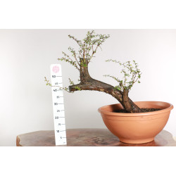 Crataegus monogyna - B1870