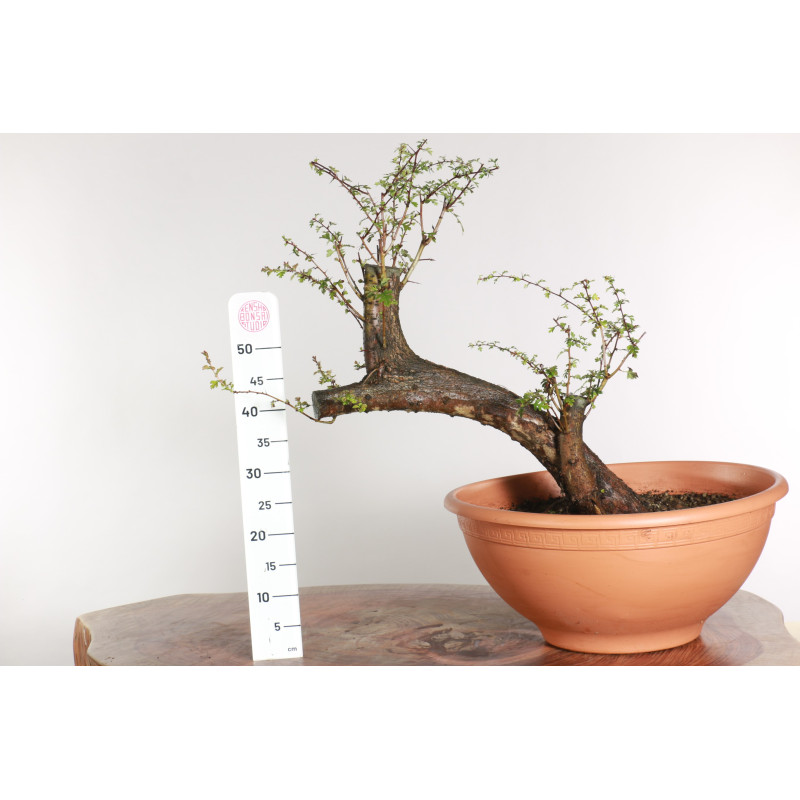Crataegus monogyna - B1870