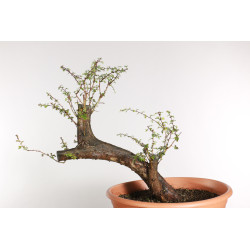 Crataegus monogyna - B1870
