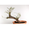 Crataegus monogyna - B1870