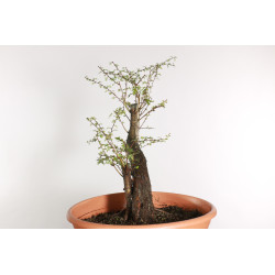 Crataegus monogyna - B1870