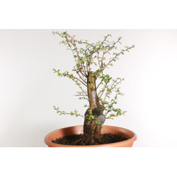 Crataegus monogyna - B1870