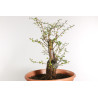 Crataegus monogyna - B1870