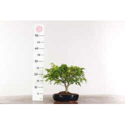 Acer palmatum Kiyohime - B1950