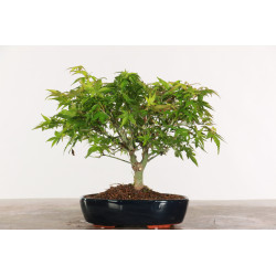 Acer palmatum Kiyohime - B1950