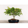 Acer palmatum Kiyohime - B1950