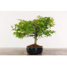 Acer palmatum Kiyohime - B1950