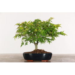 Acer palmatum Kiyohime - B1950
