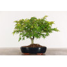 Acer palmatum Kiyohime - B1950