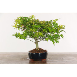 Acer palmatum Kiyohime - B1950