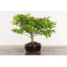 Acer palmatum Kiyohime - B1950