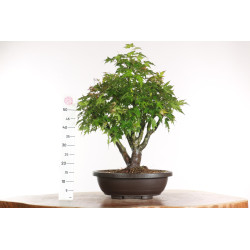 Acer palmatum yamamomiji - B2160
