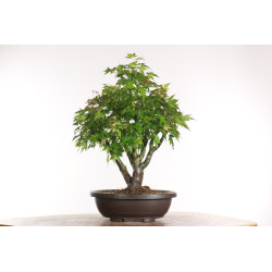 Acer palmatum yamamomiji -...