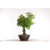 Acer palmatum yamamomiji - B2160