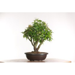 Acer palmatum yamamomiji - B2160