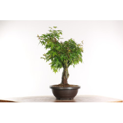 Acer palmatum yamamomiji - B2160