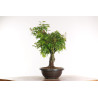 Acer palmatum yamamomiji - B2160