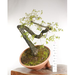 Quercus faginea - B2203