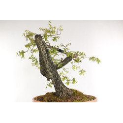 Quercus faginea - B2203
