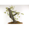 Quercus faginea - B2203