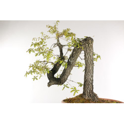 Quercus faginea - B2203