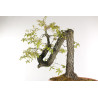 Quercus faginea - B2203