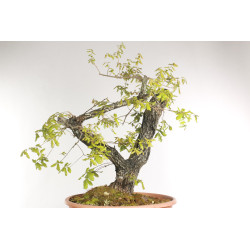Quercus faginea - B2203