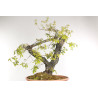 Quercus faginea - B2203