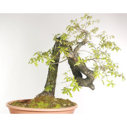 Quercus faginea - B2203