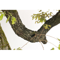 Quercus faginea - B2203