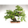 Quercus faginea - B2204