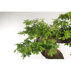Quercus faginea - B2204