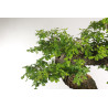 Quercus faginea - B2204