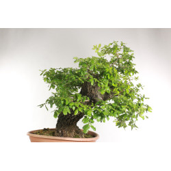 Quercus faginea - B2204