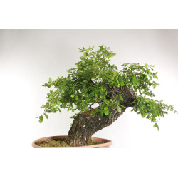 Quercus faginea - B2204