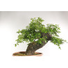 Quercus faginea - B2204
