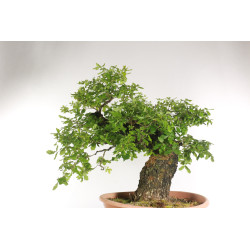 Quercus faginea - B2204