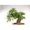 Quercus faginea - B2204