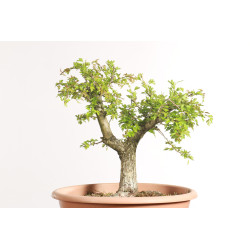 Espinheiro - Crataegus...